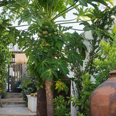 Altanure Almatere - Food Forest Boutique Stay Tavira Extérieur photo