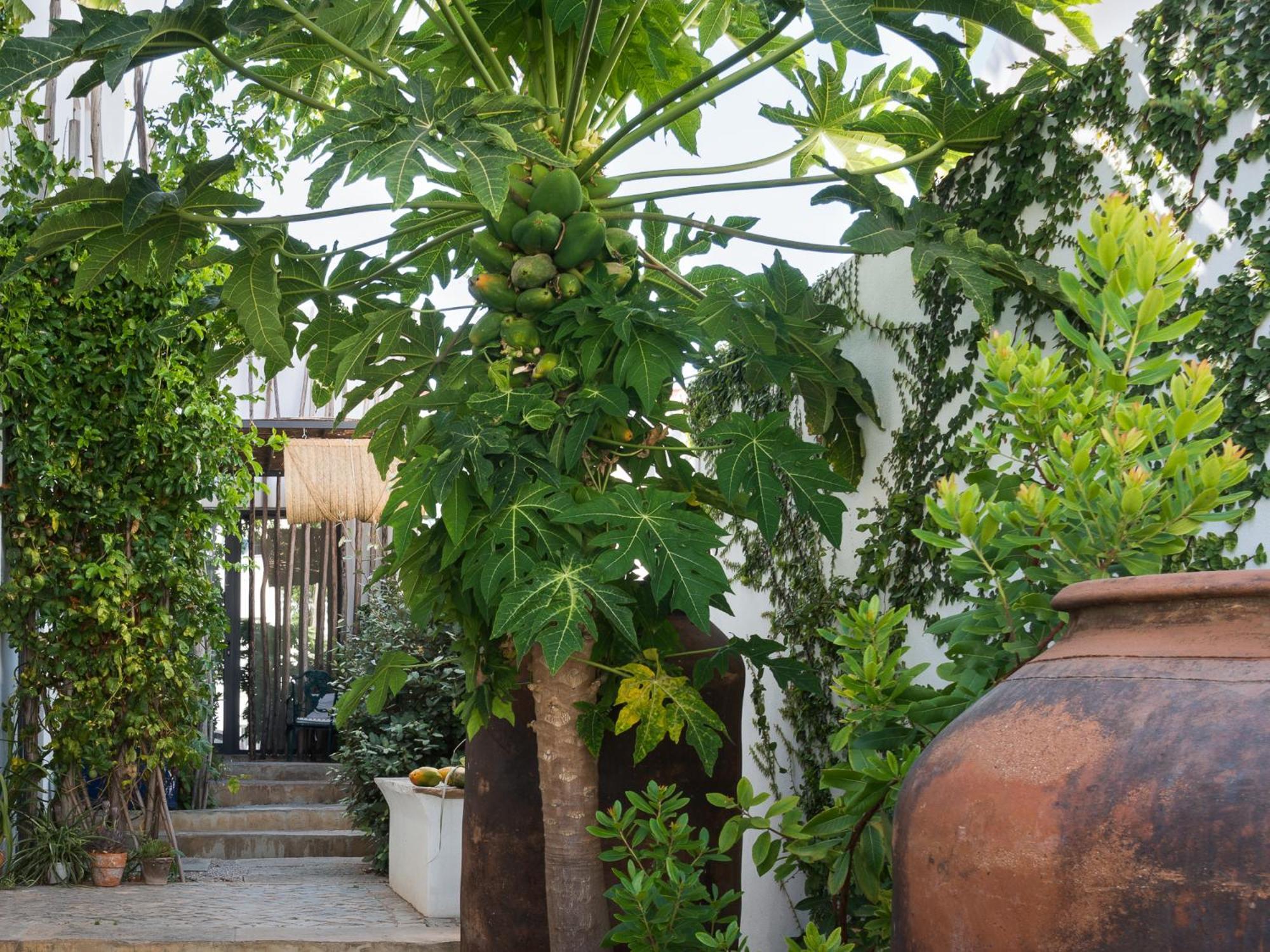 Altanure Almatere - Food Forest Boutique Stay Tavira Extérieur photo